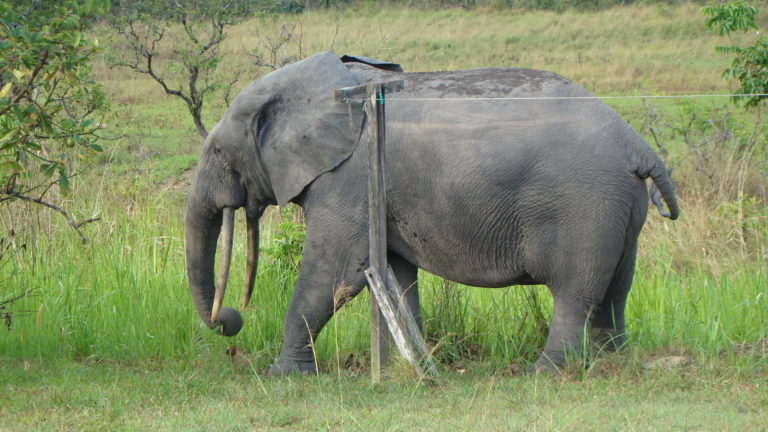 forest elephant