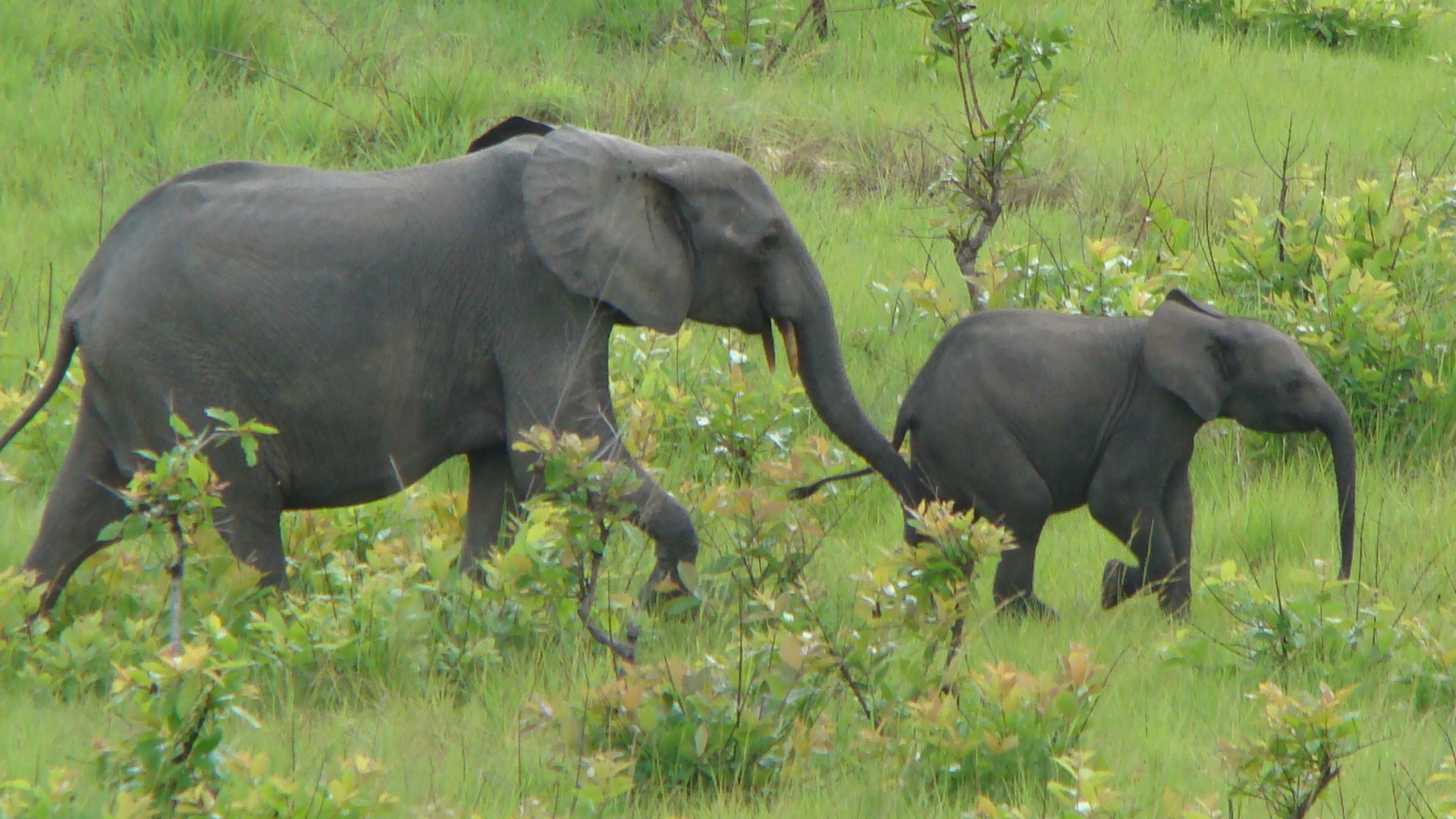 Forest elephant mother and calf