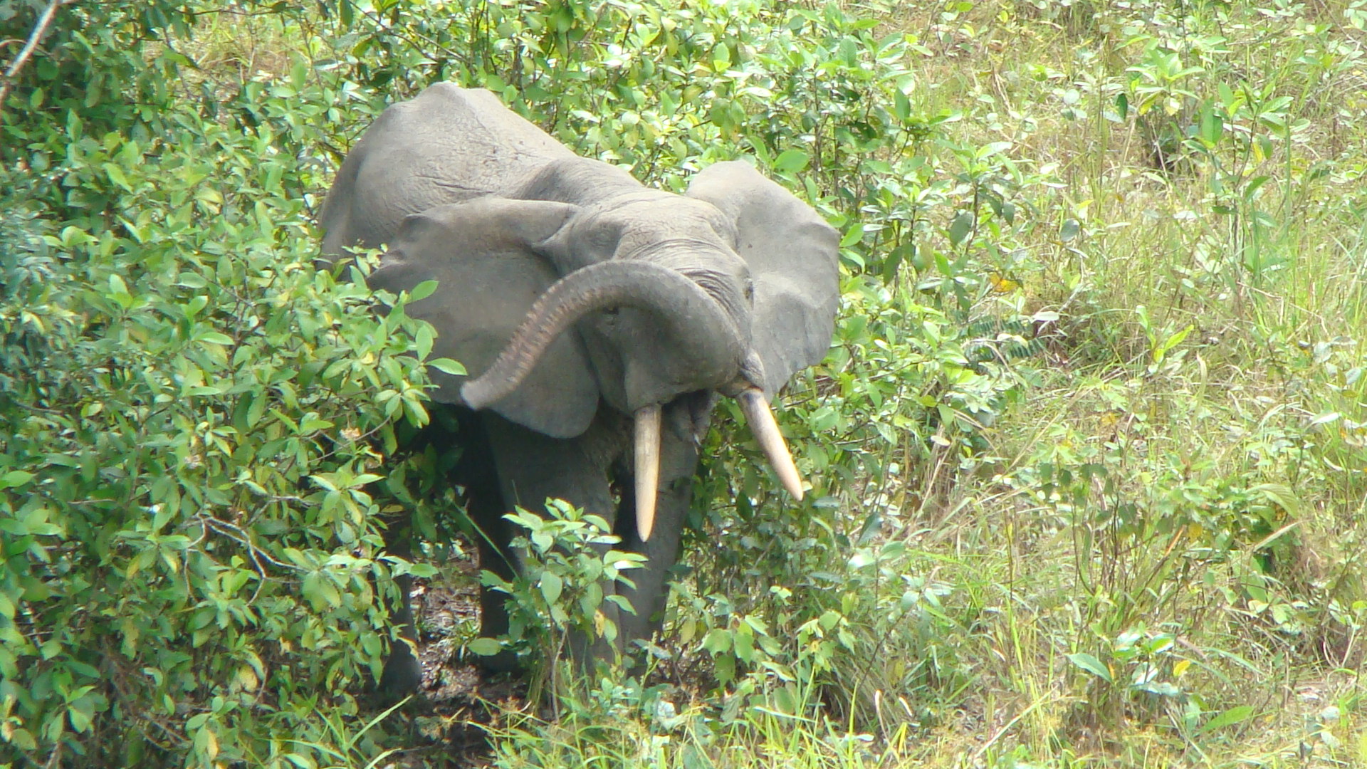 Forest elephant