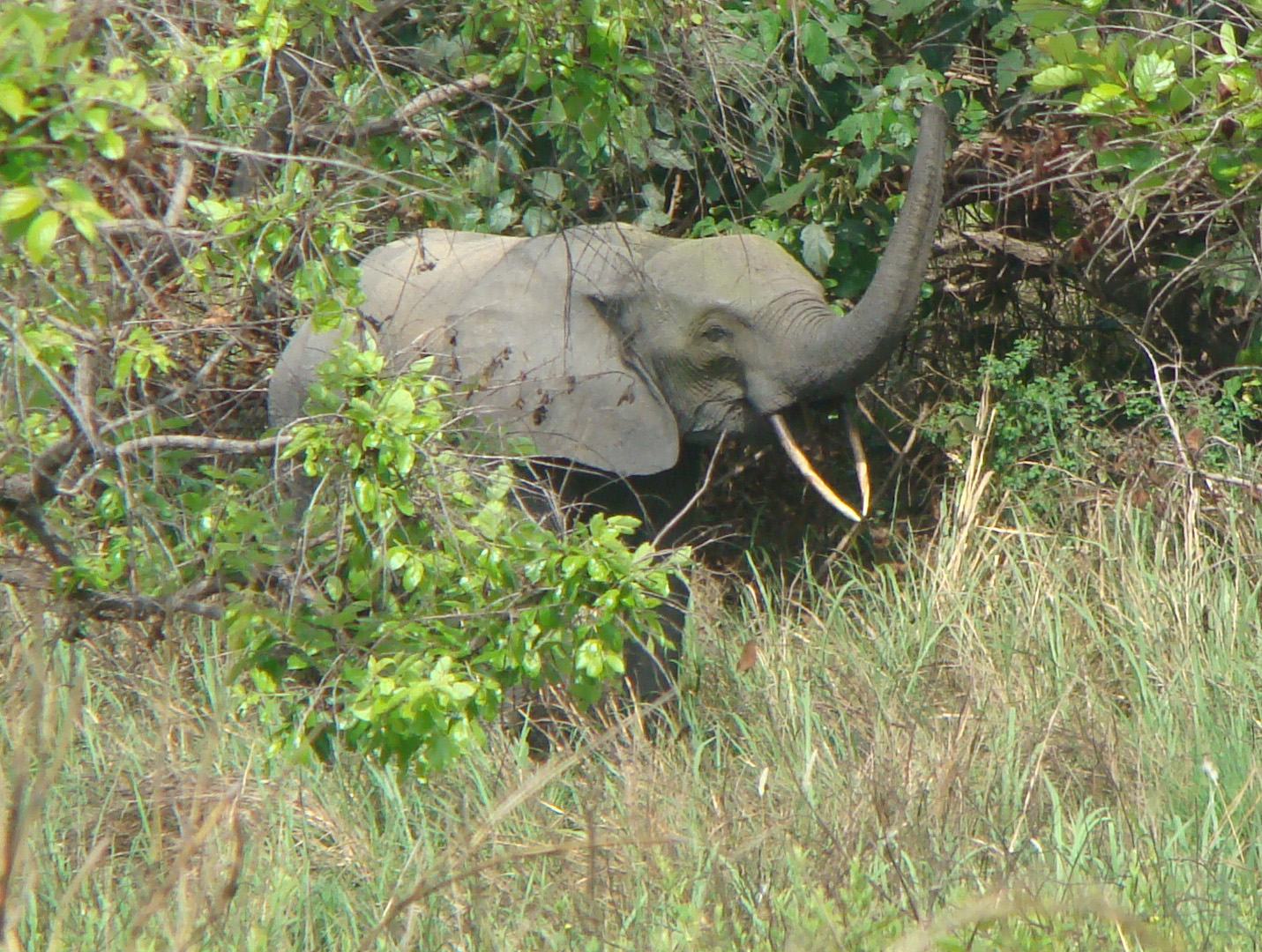 Forest elephant. 