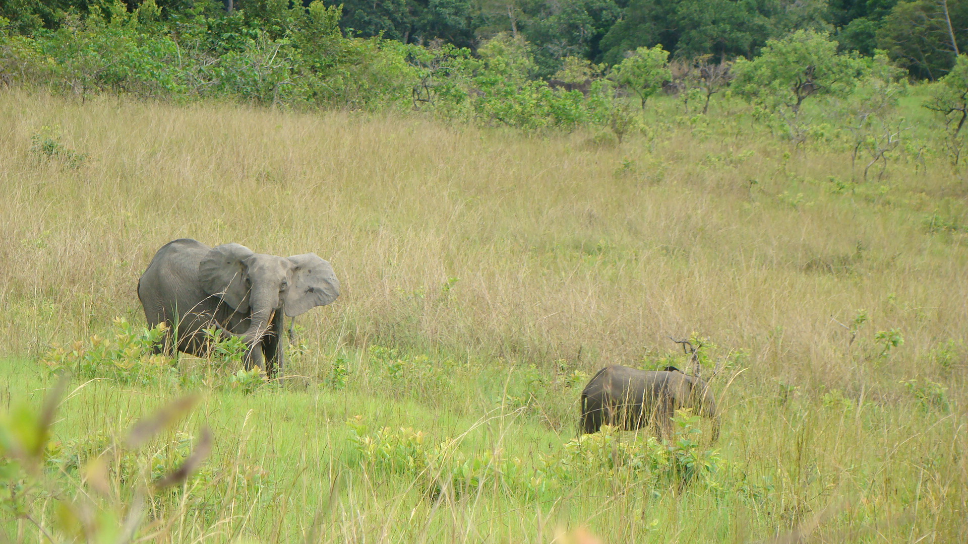 female forest elephant