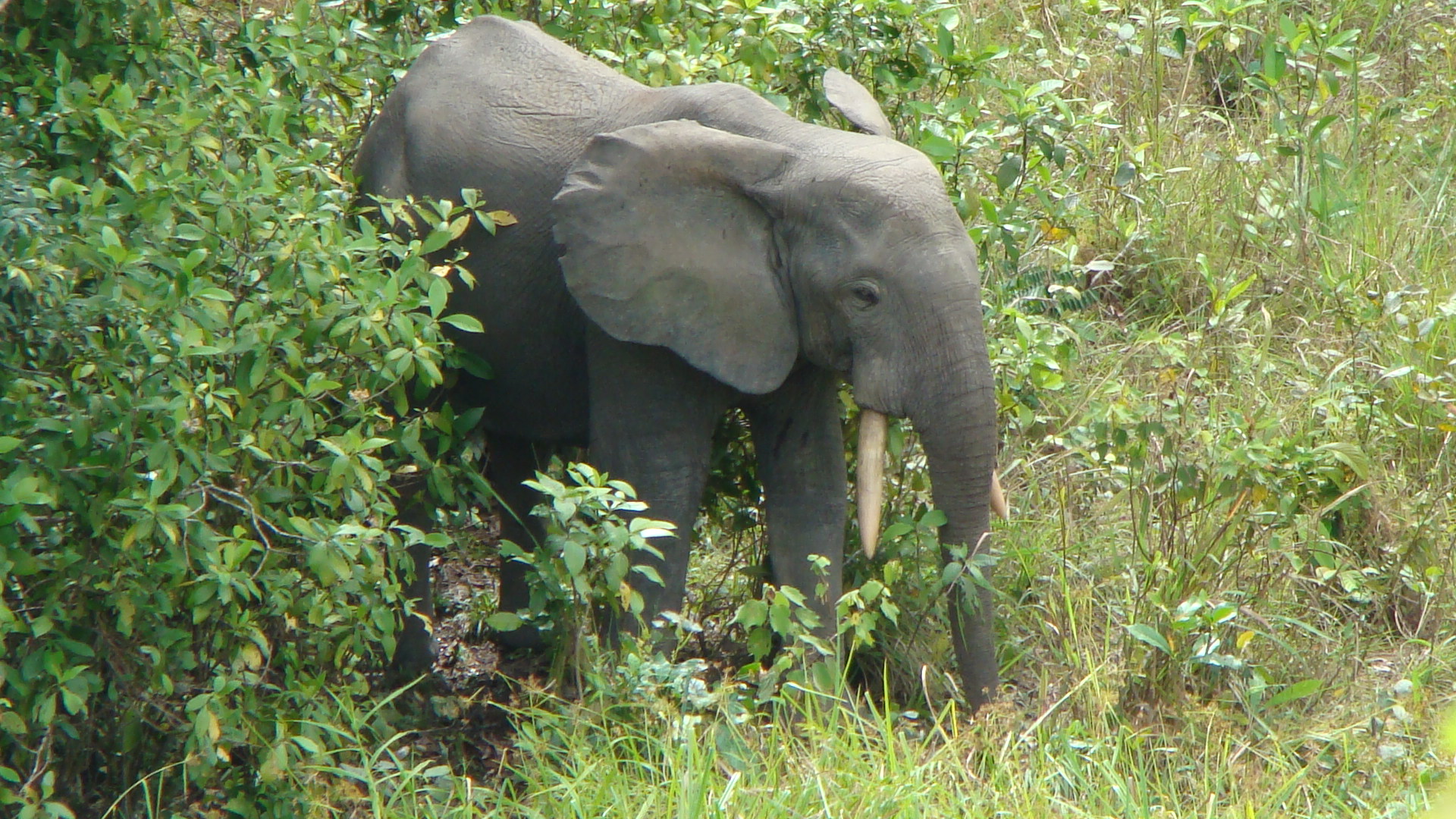 forest elephant ear tear