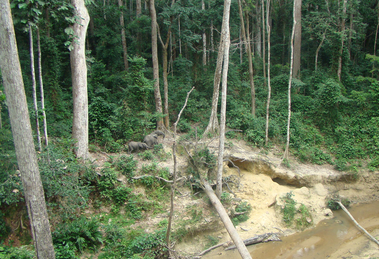 Forest elephants at clearing. 