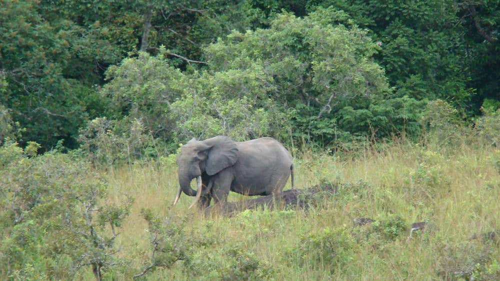 destroying ivory