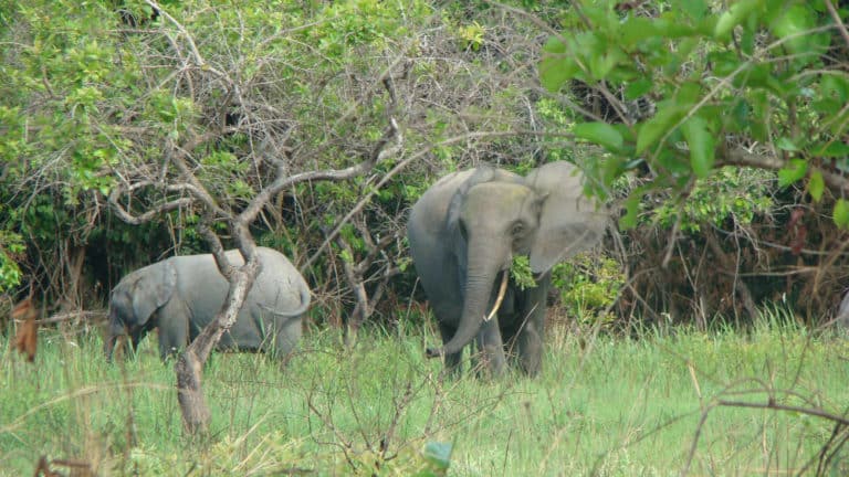 Why did I choose to study forest elephants?