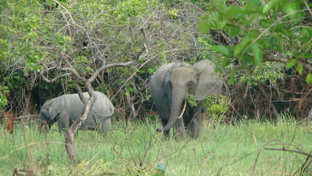 destroying ivory