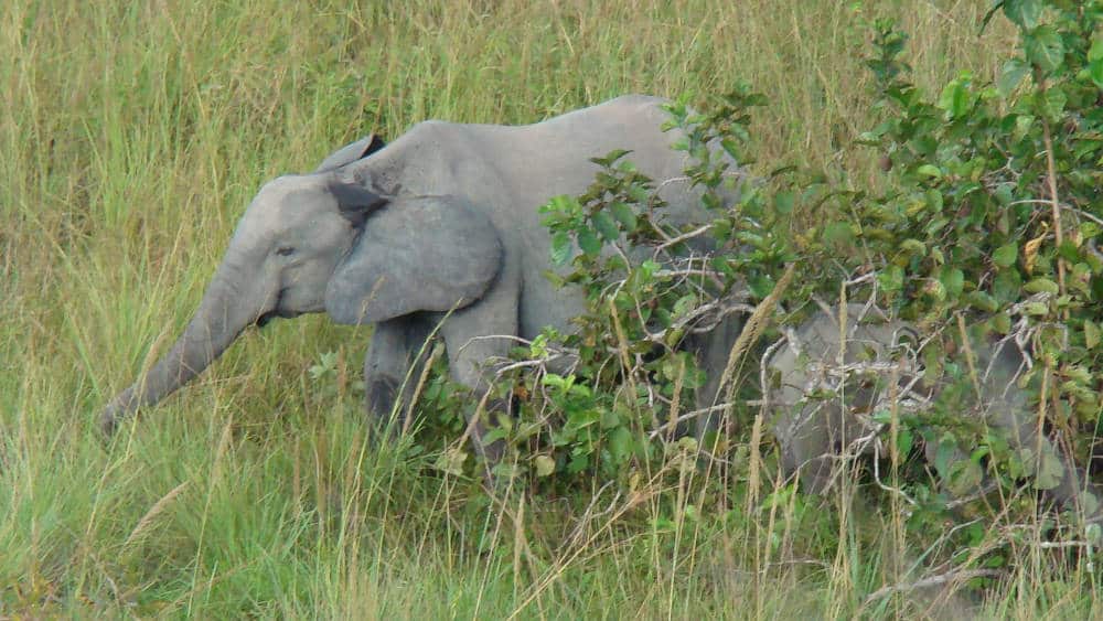 A picture of an elephant without tusk