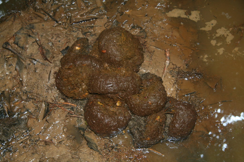 elephant dung