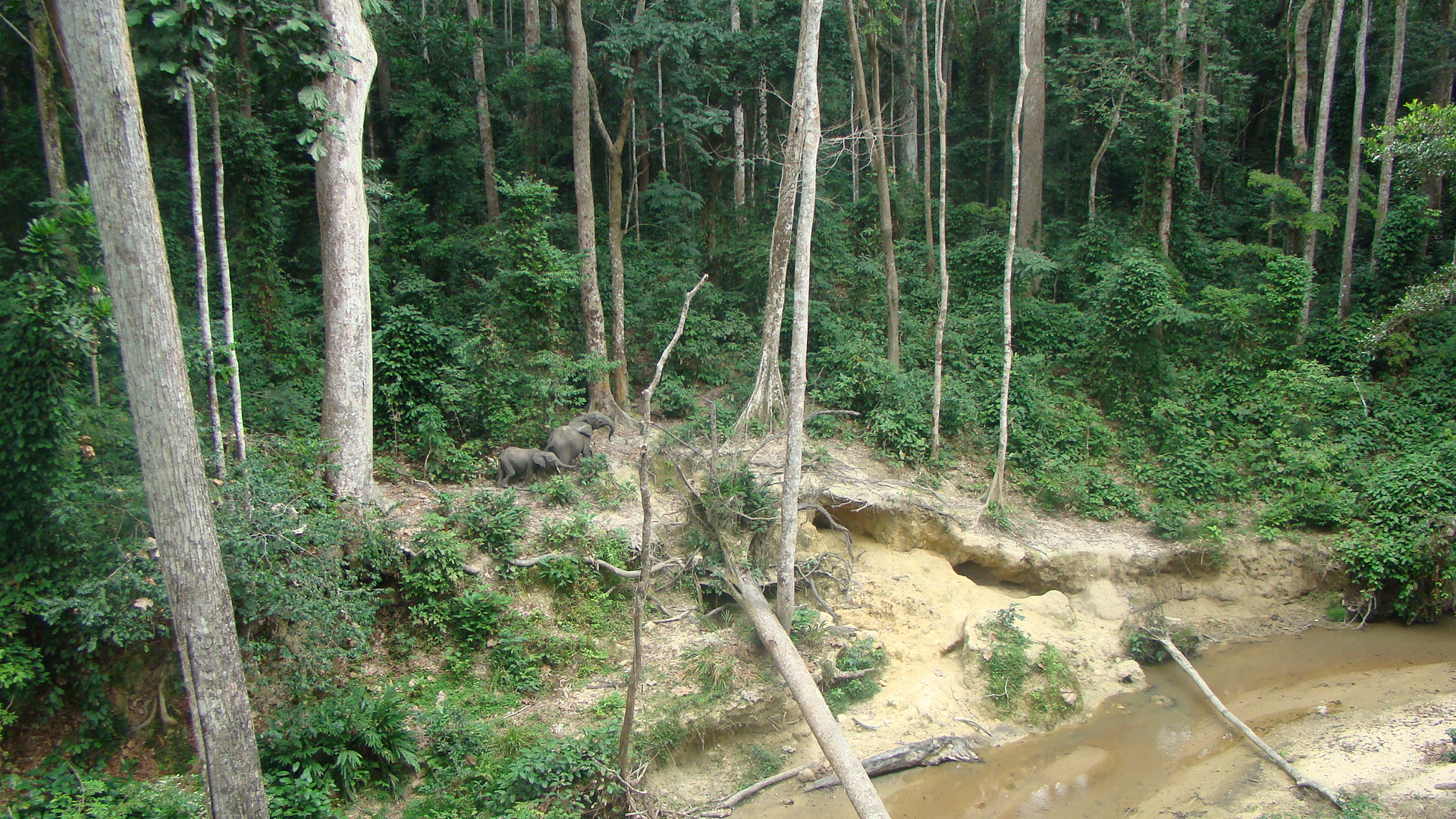 forest elephant