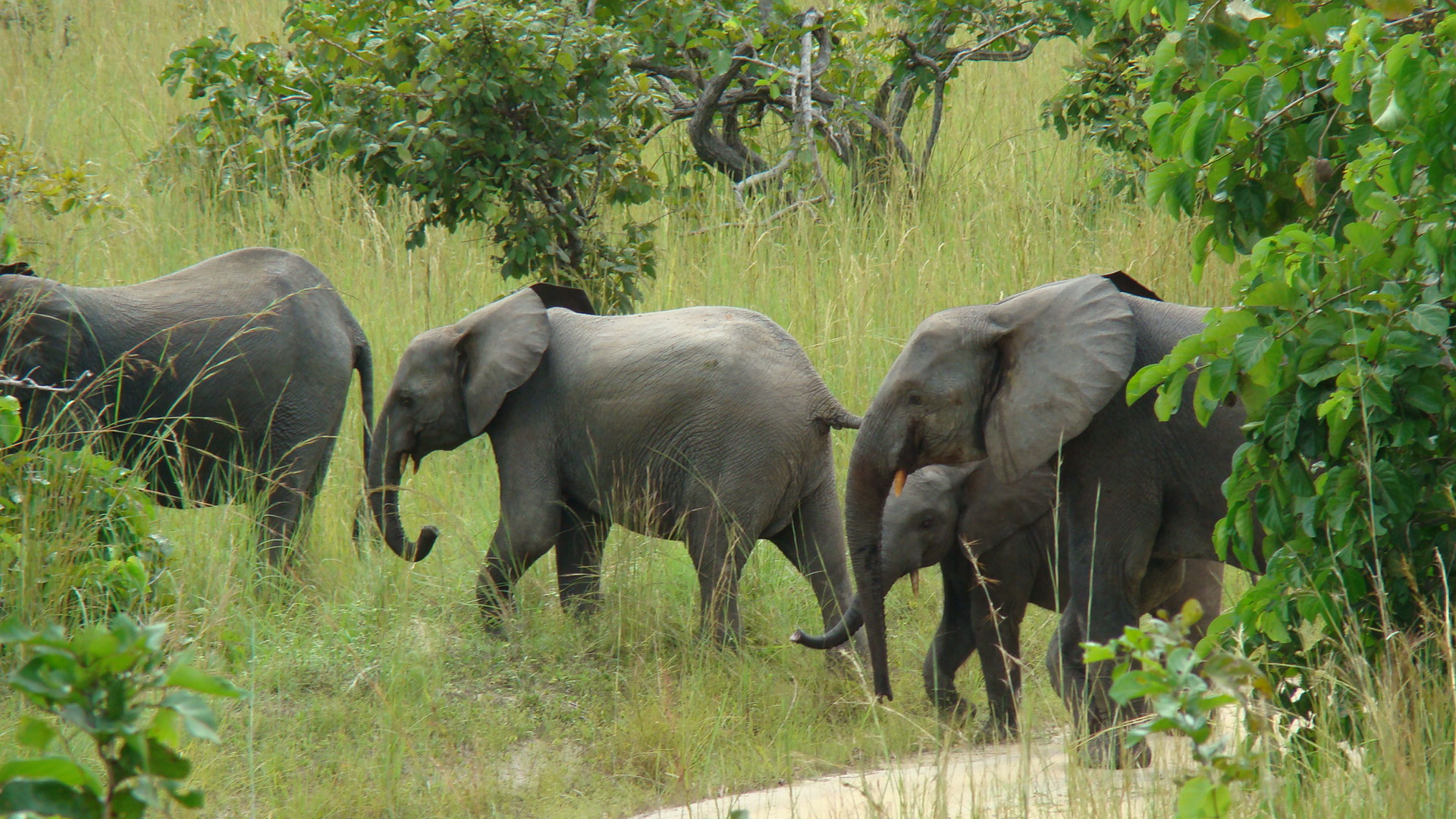 forest elephant