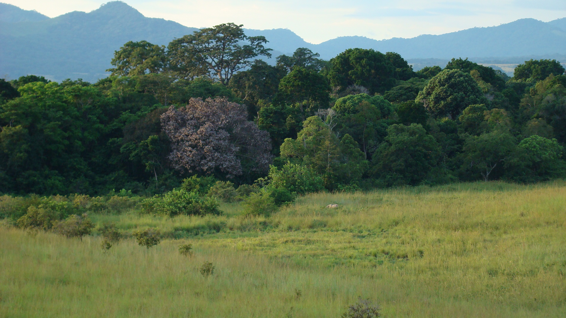 forest elephant