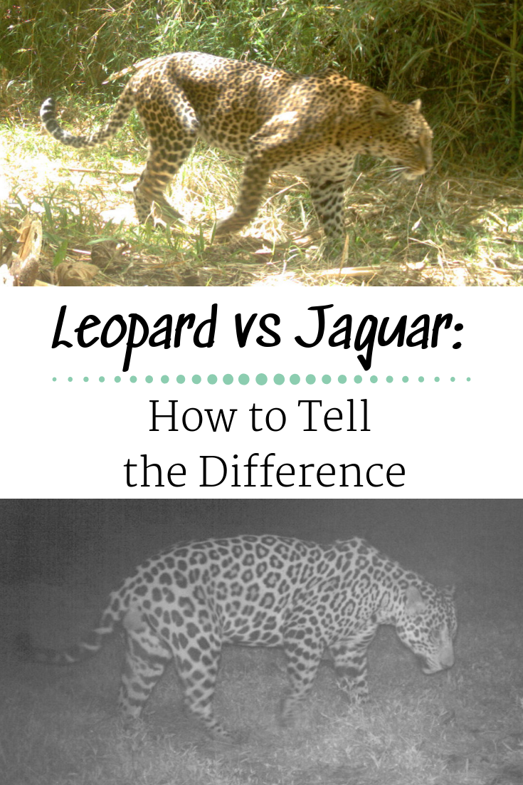 leopard and jaguar