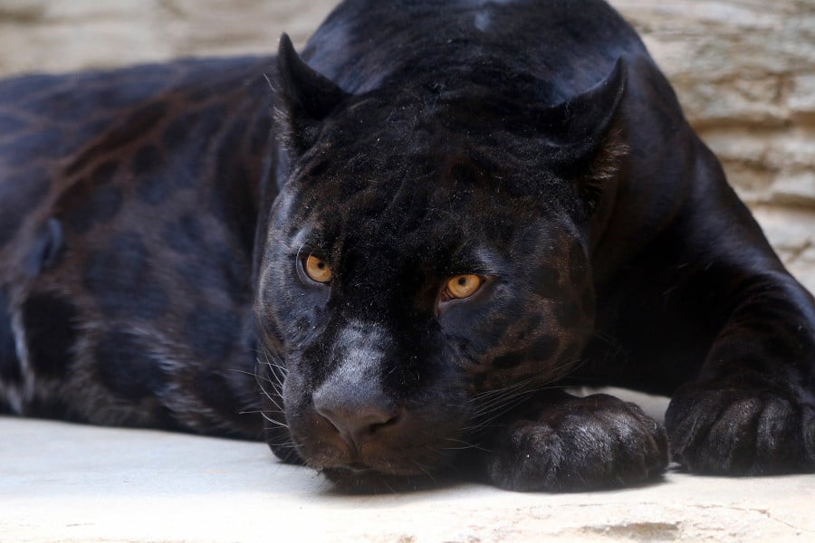 Melanistic black jaguar.