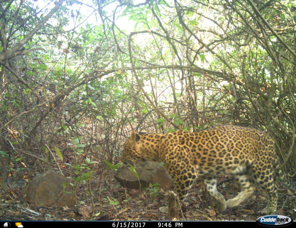 Leopard from India