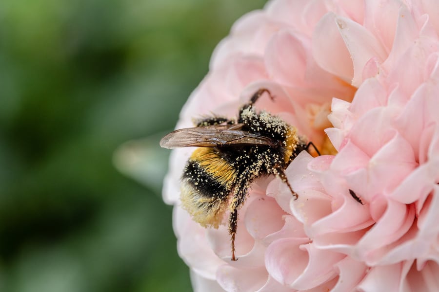 Pollination in action.