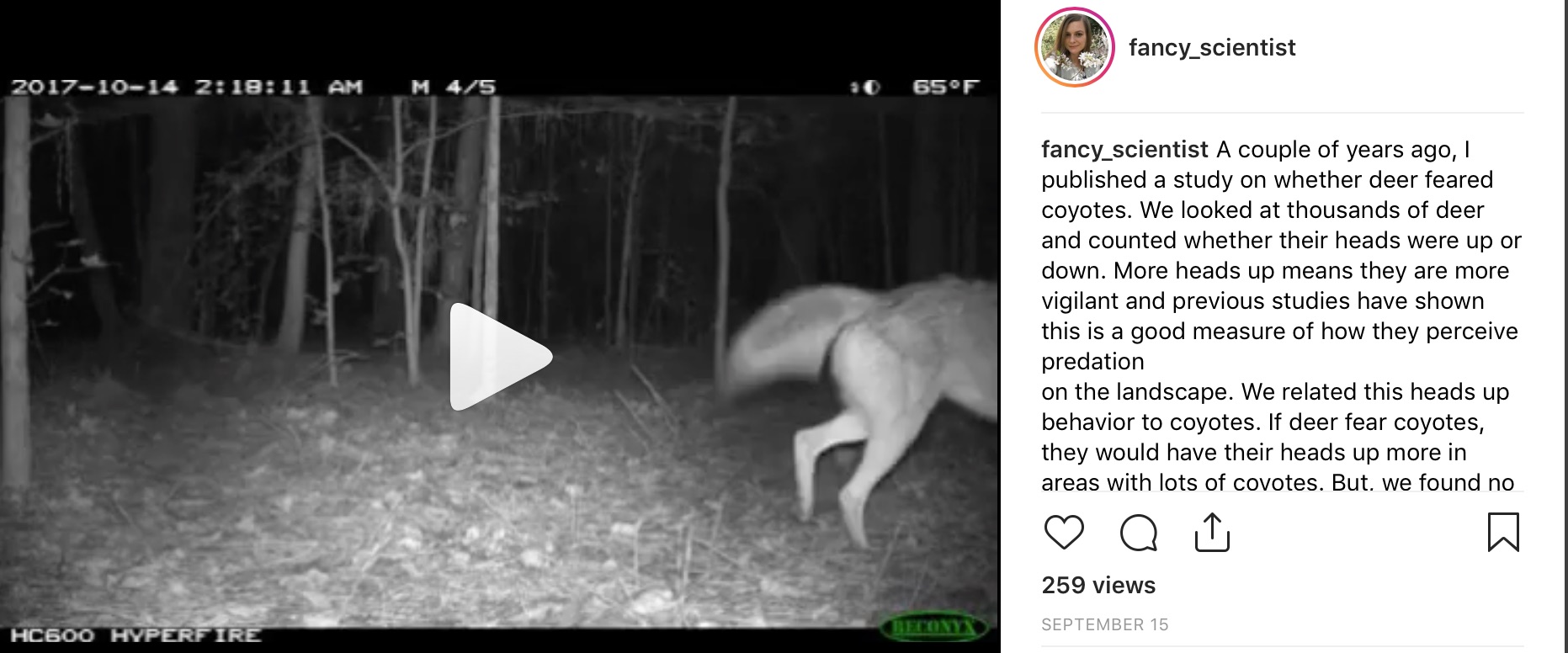 deer following coyote