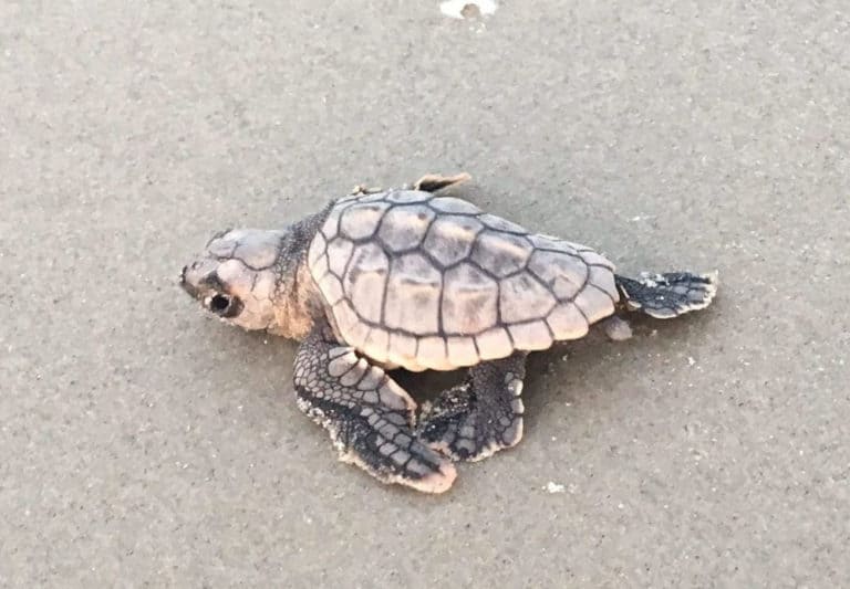 Baby sea turtle