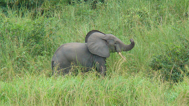 Male elephant