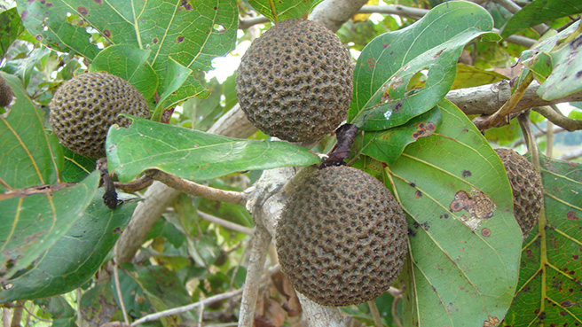 Forest fruit in Gabon