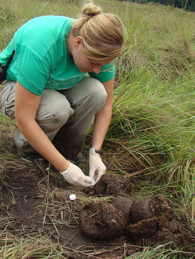 Scientist collecting elephant dung