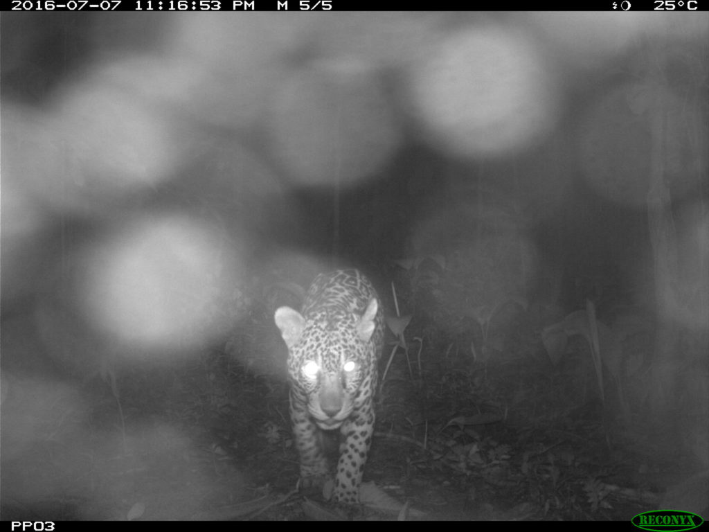 Jaguar camera trap photo from Suriname.