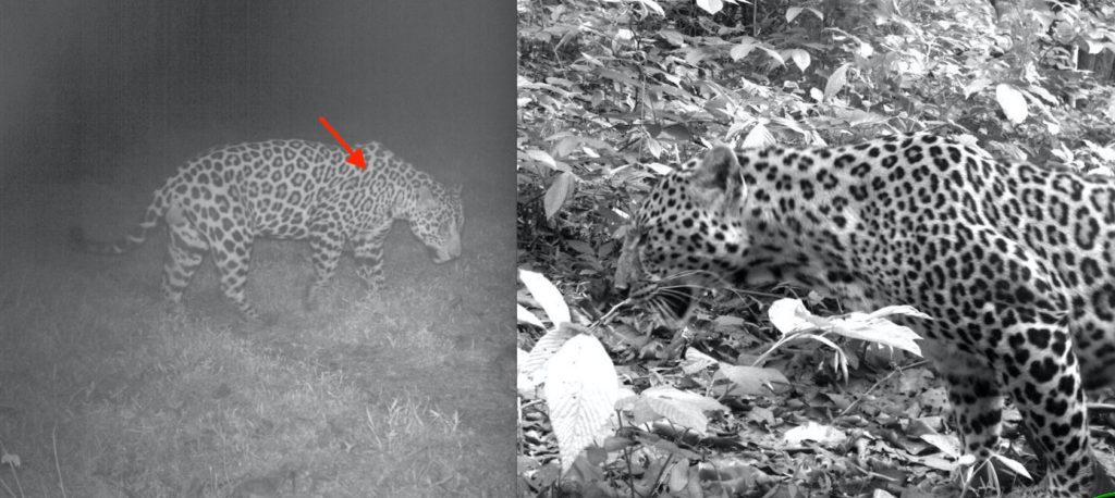 Jaguar and leopard camera trap photographs.