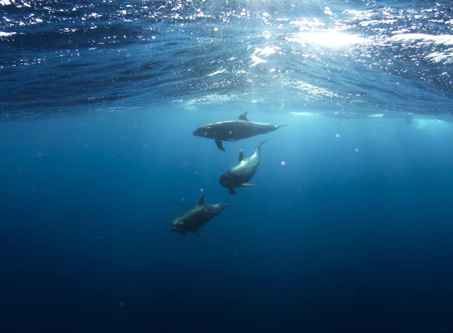 I now regret jumping into the ocean with the dolphins I saw. If mothers had calves, the disturbance of the jump could have separated them. Photo from Pixabay.com.