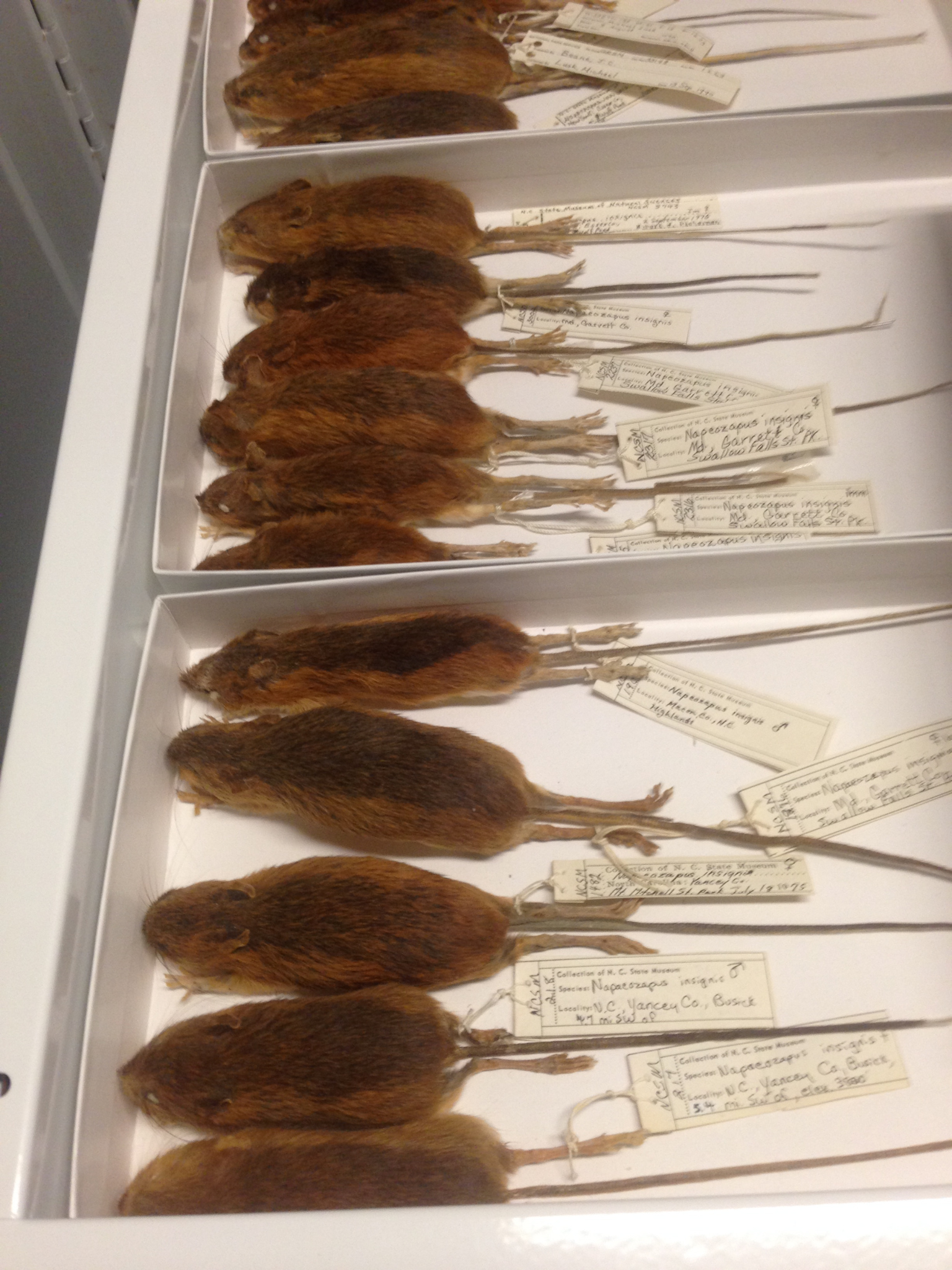 Mammal Collection at the North Carolina Museum of Natural Sciences ...