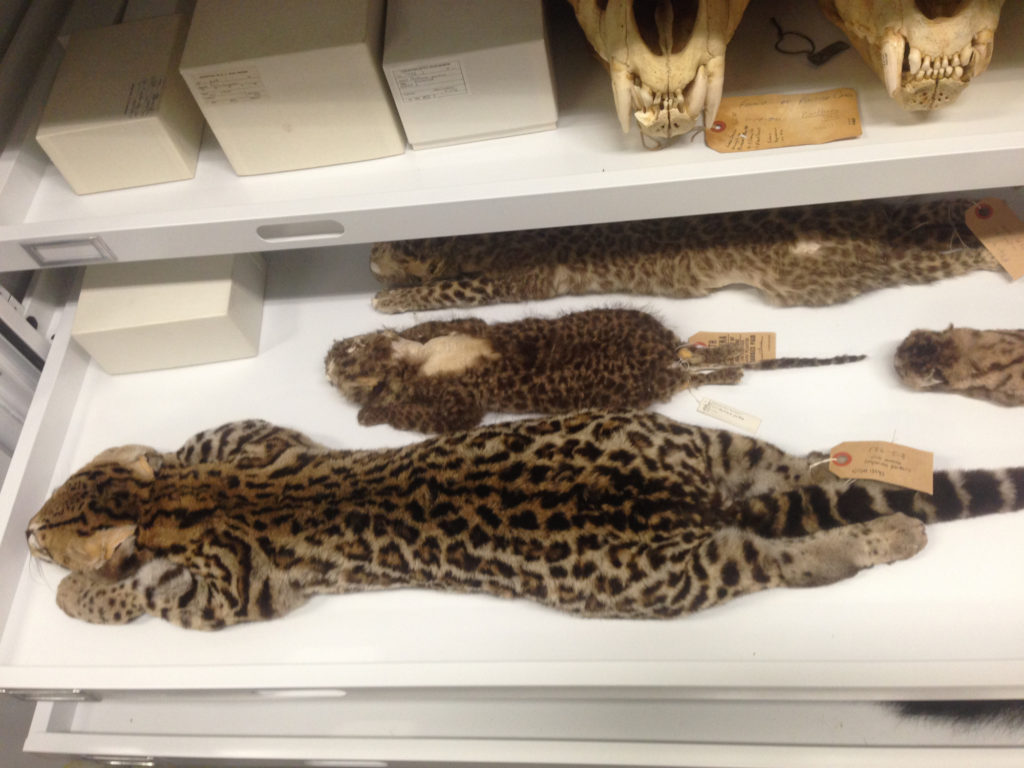 ocelot at museum