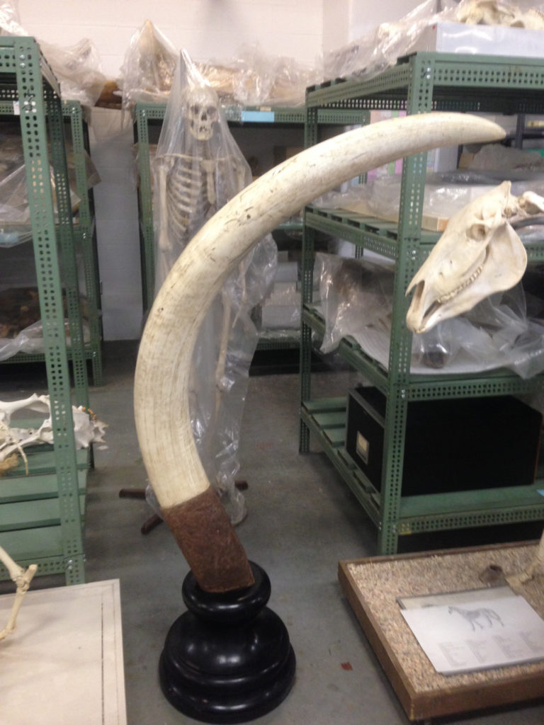 elephant tusk ivory at museum