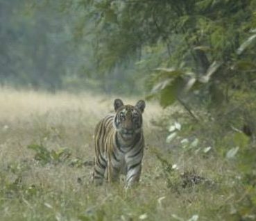 Tiger in India