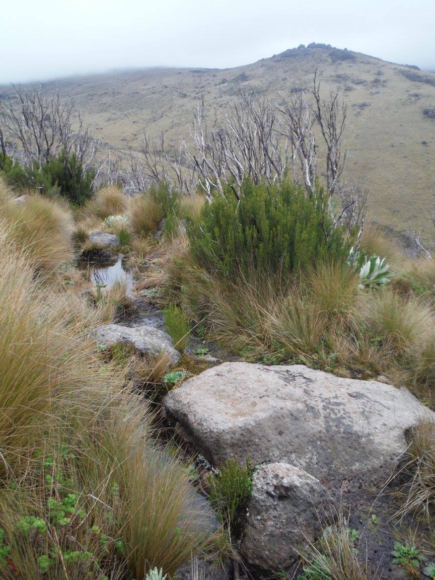 Mount Kenya