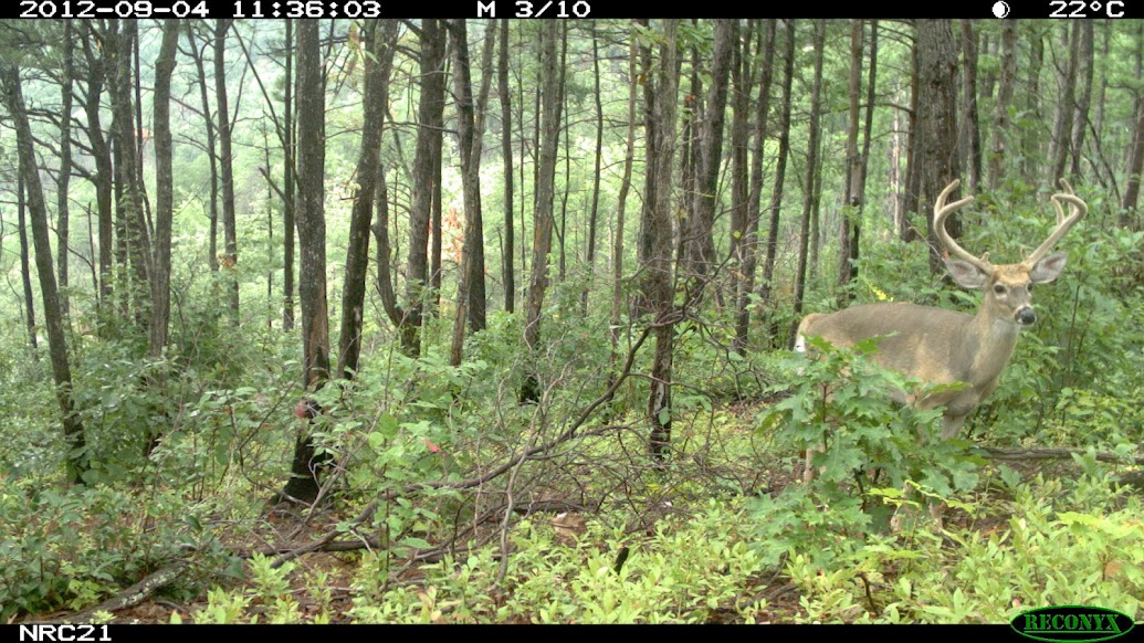 white-tailed deer