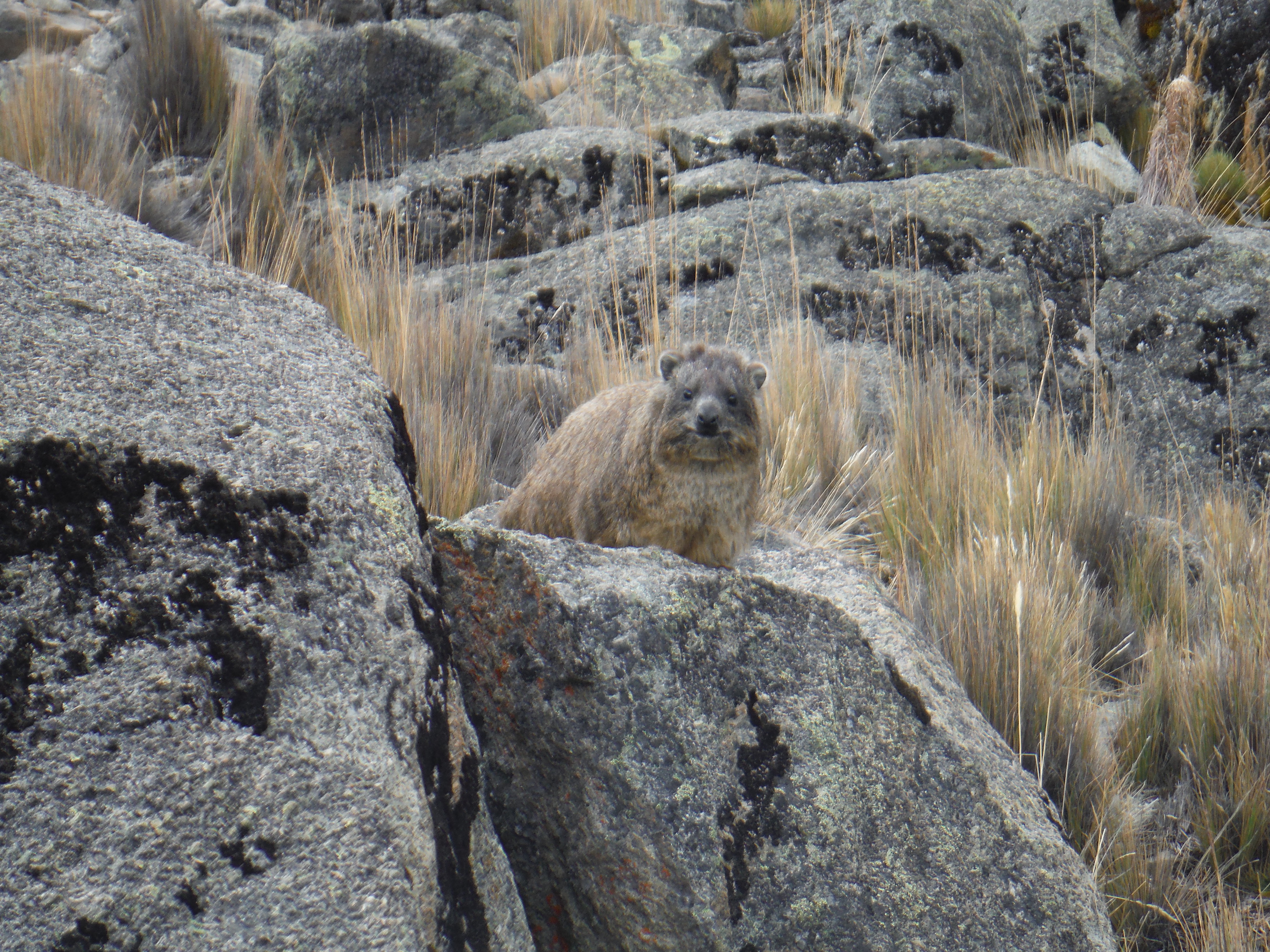 Rock hyrax in Kenya