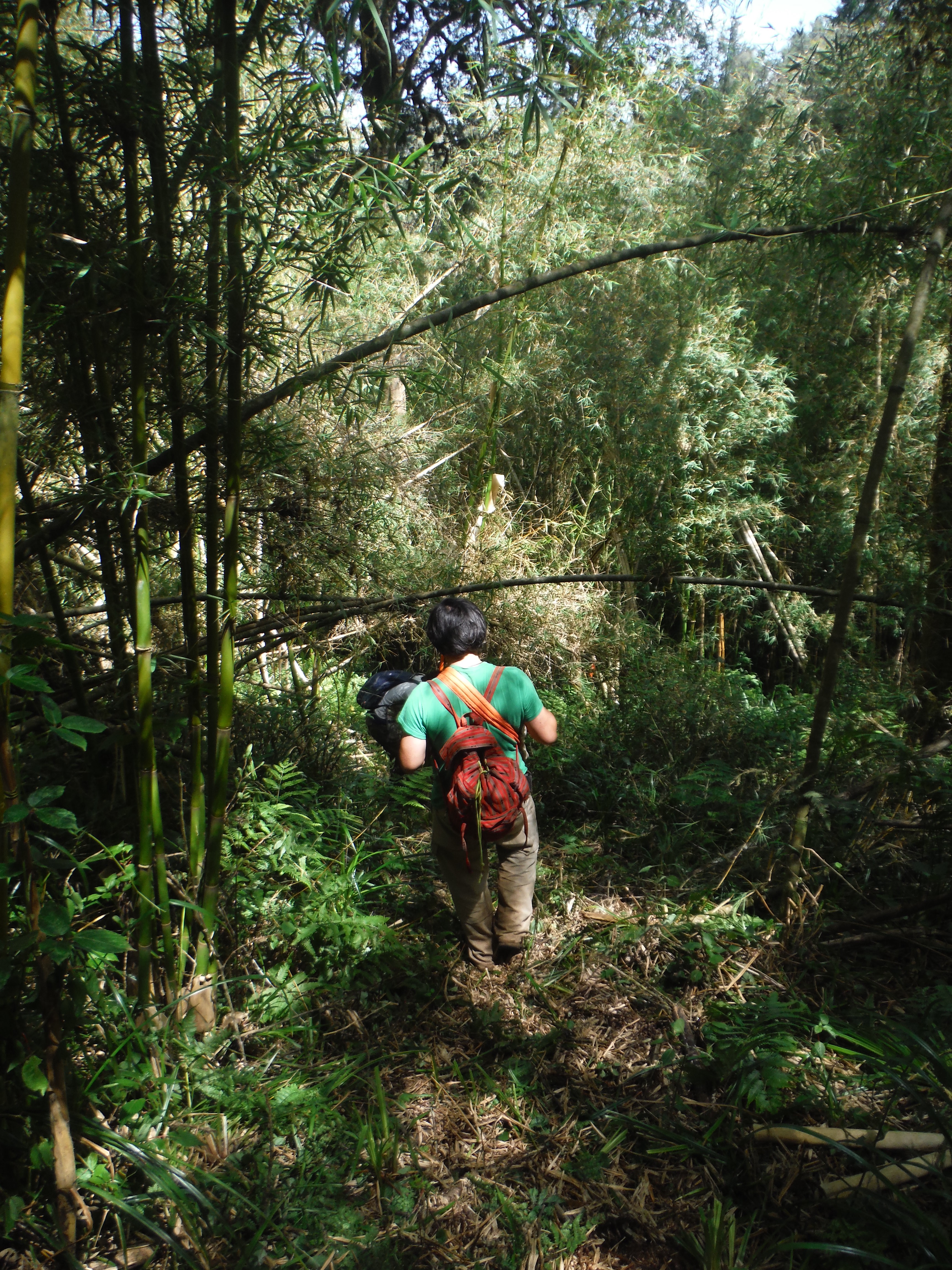 Bamboo forest in Kenya