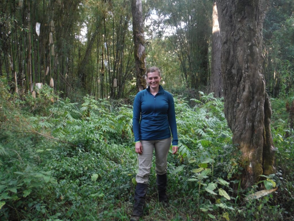 Bamboo in Kenya