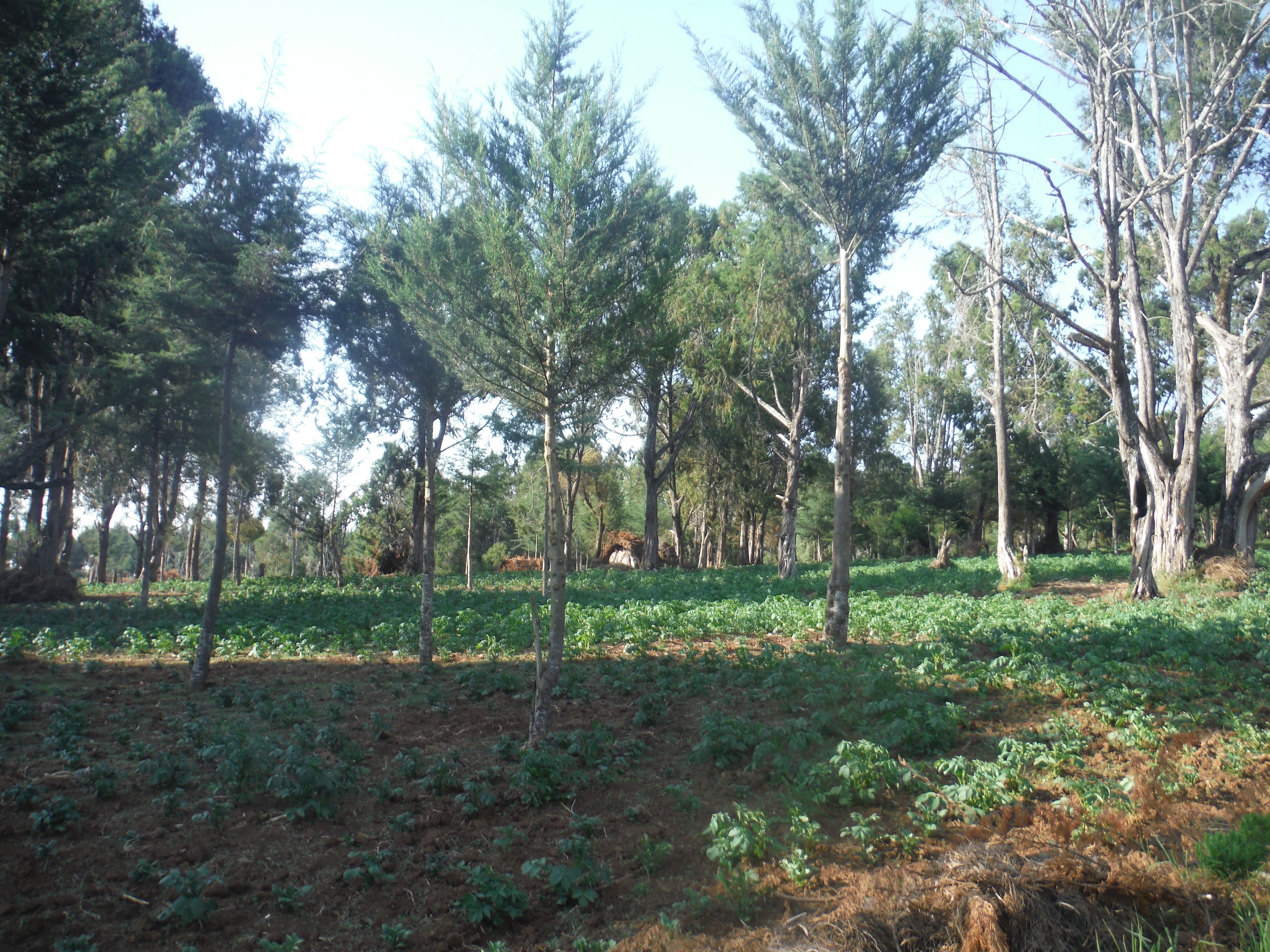 Farm land in Kenya