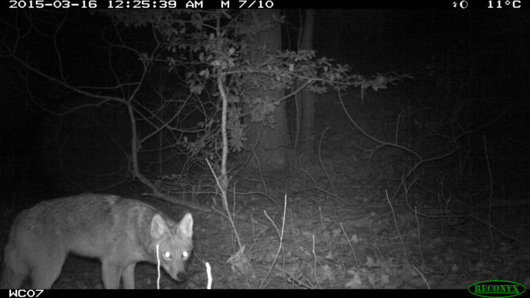 Camera trap coyote