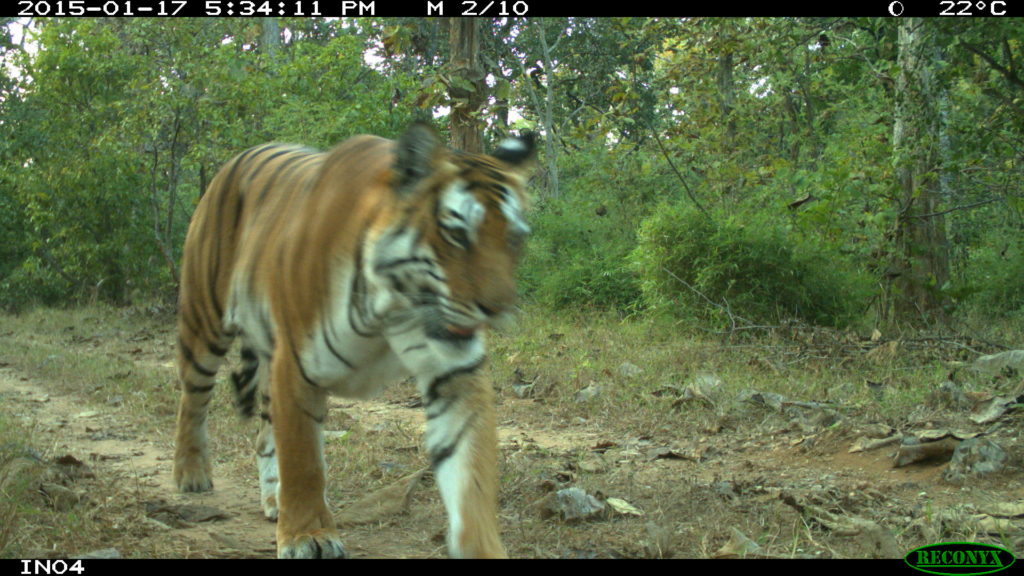 Bengal Tiger