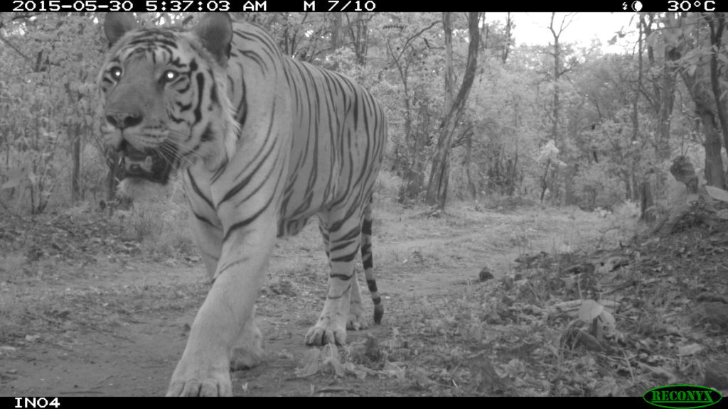 Camera trap tiger in India