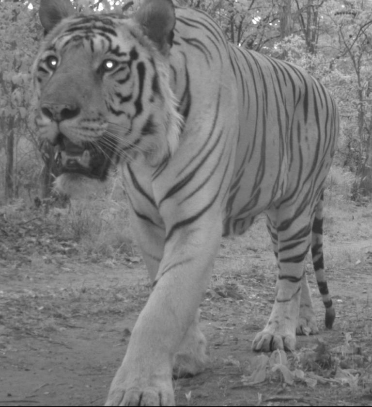 Camera trap tiger in India