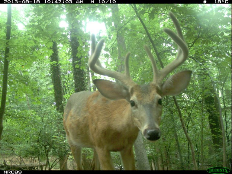white-tailed deer looks at the camera trap