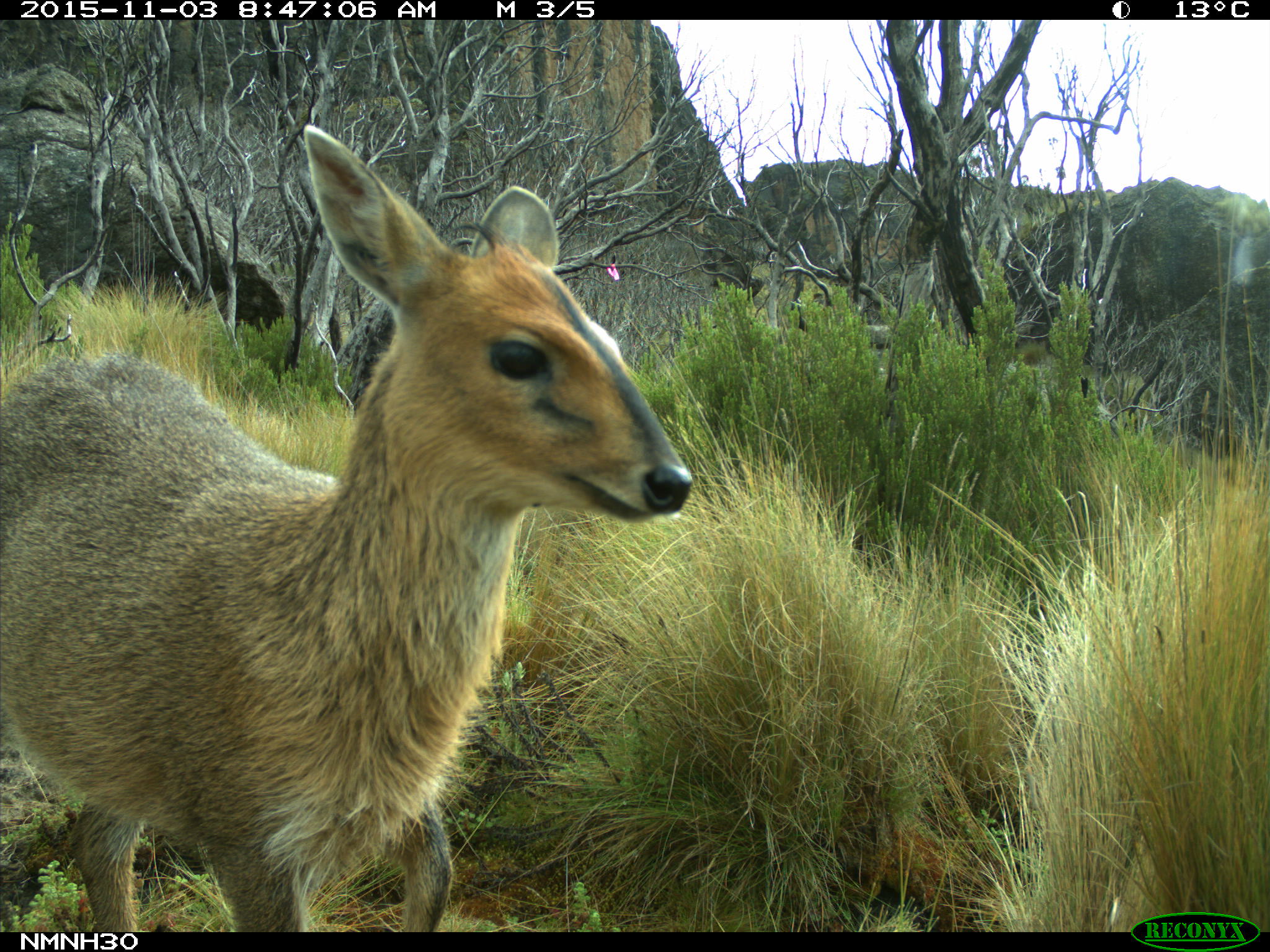 Common Duiker