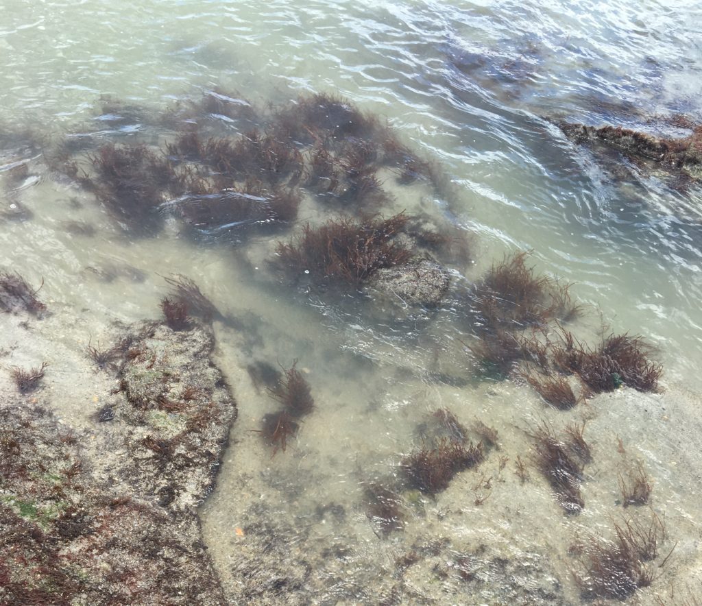 reef-friendly sunscreen