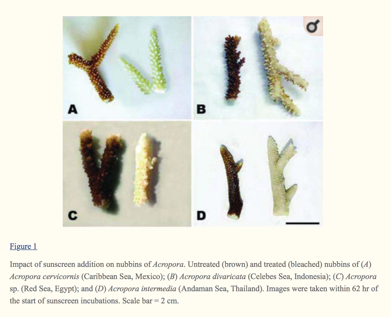 coral bleaching from sunscreen