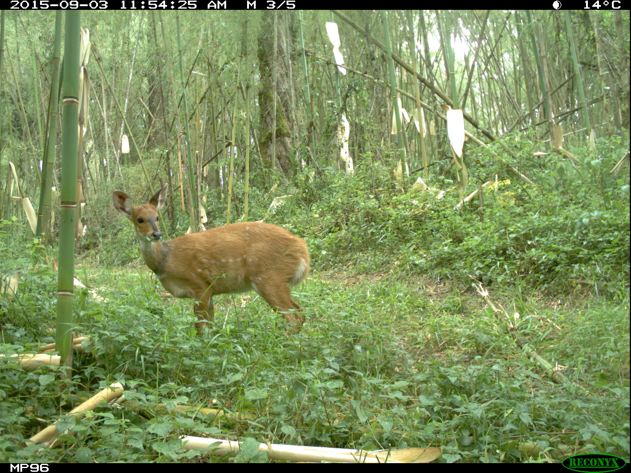 female bushbuck