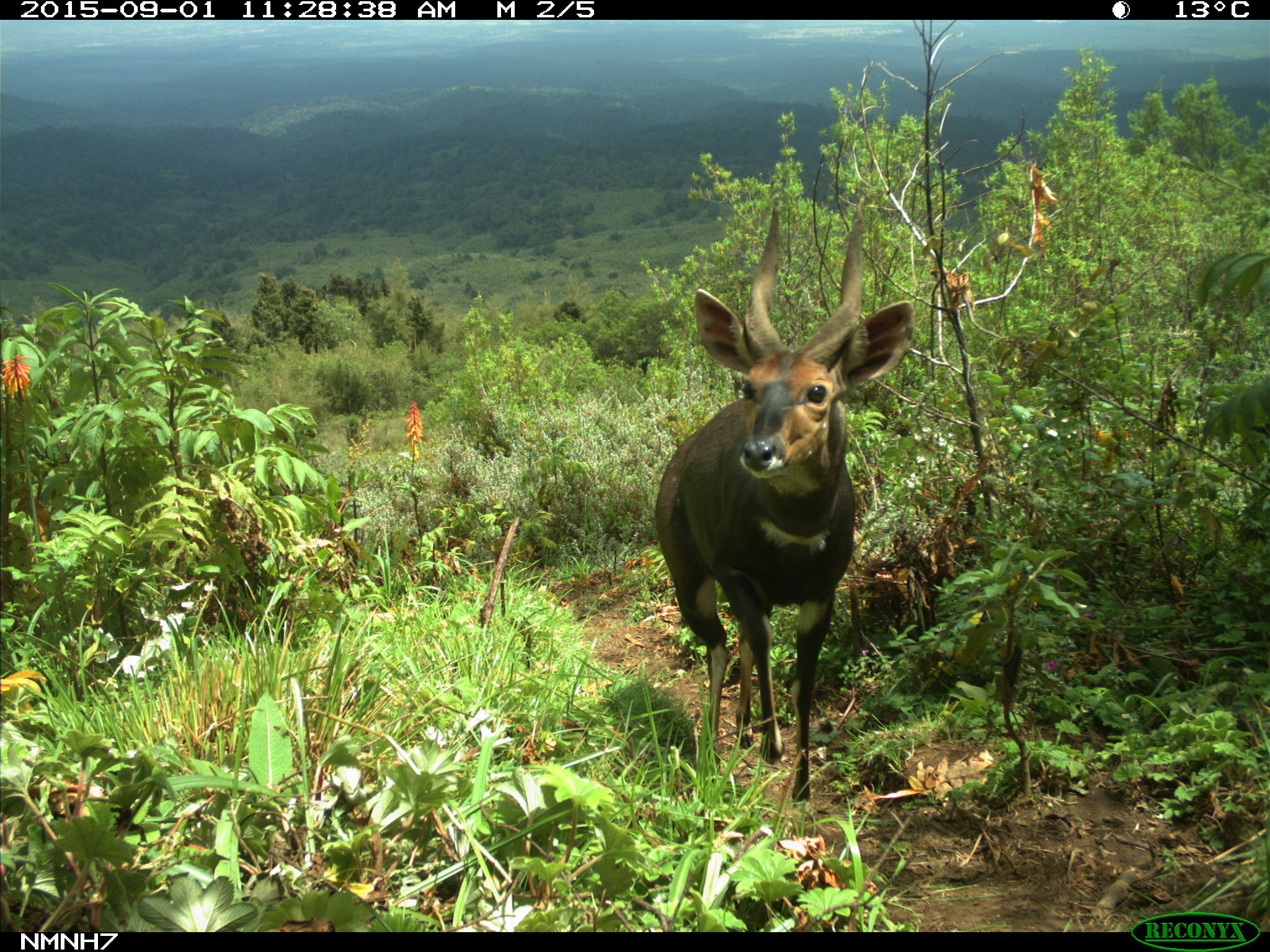 Bushbuck