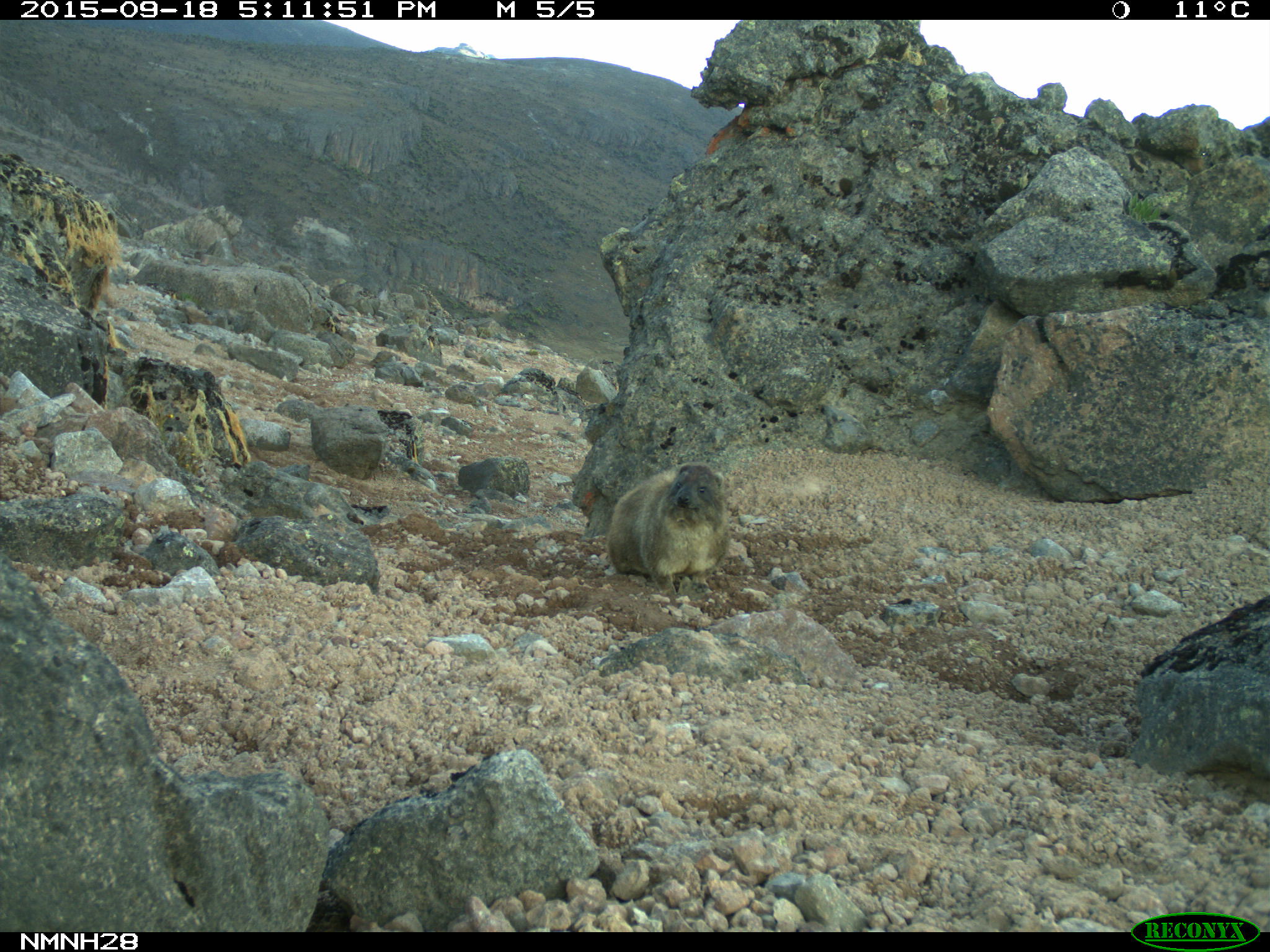 Rock Hyrax