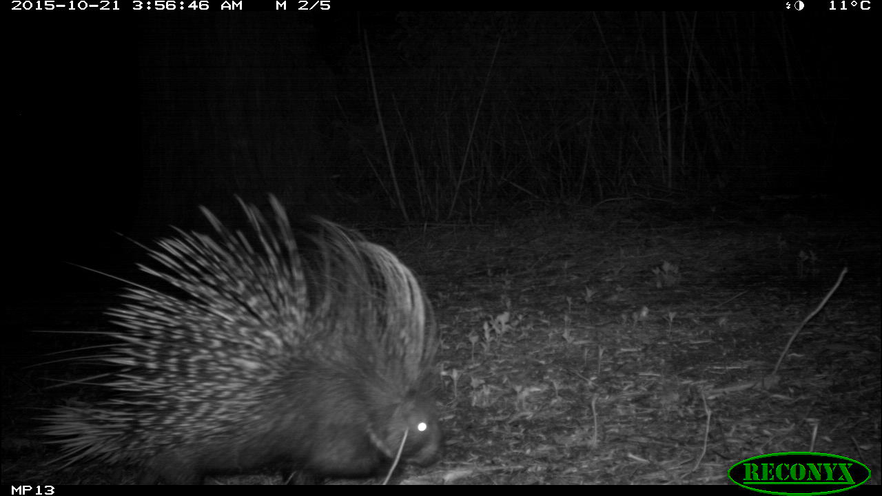 Crested Porcupine