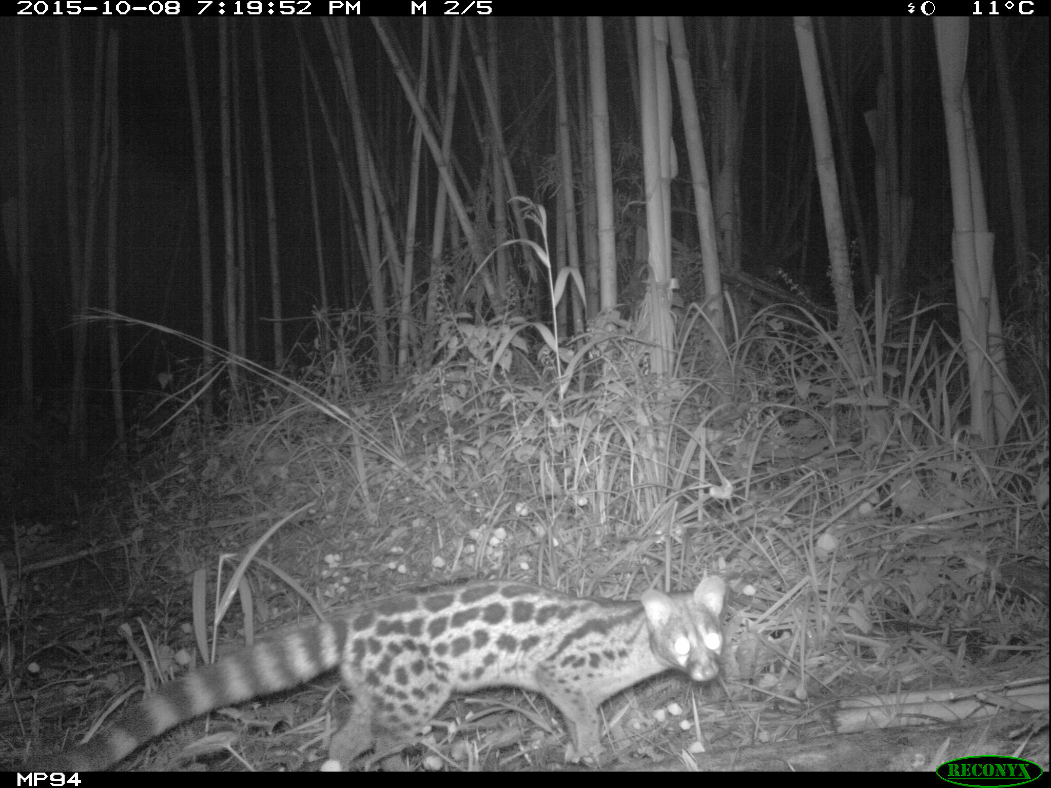 Central African Large-spotted Genet